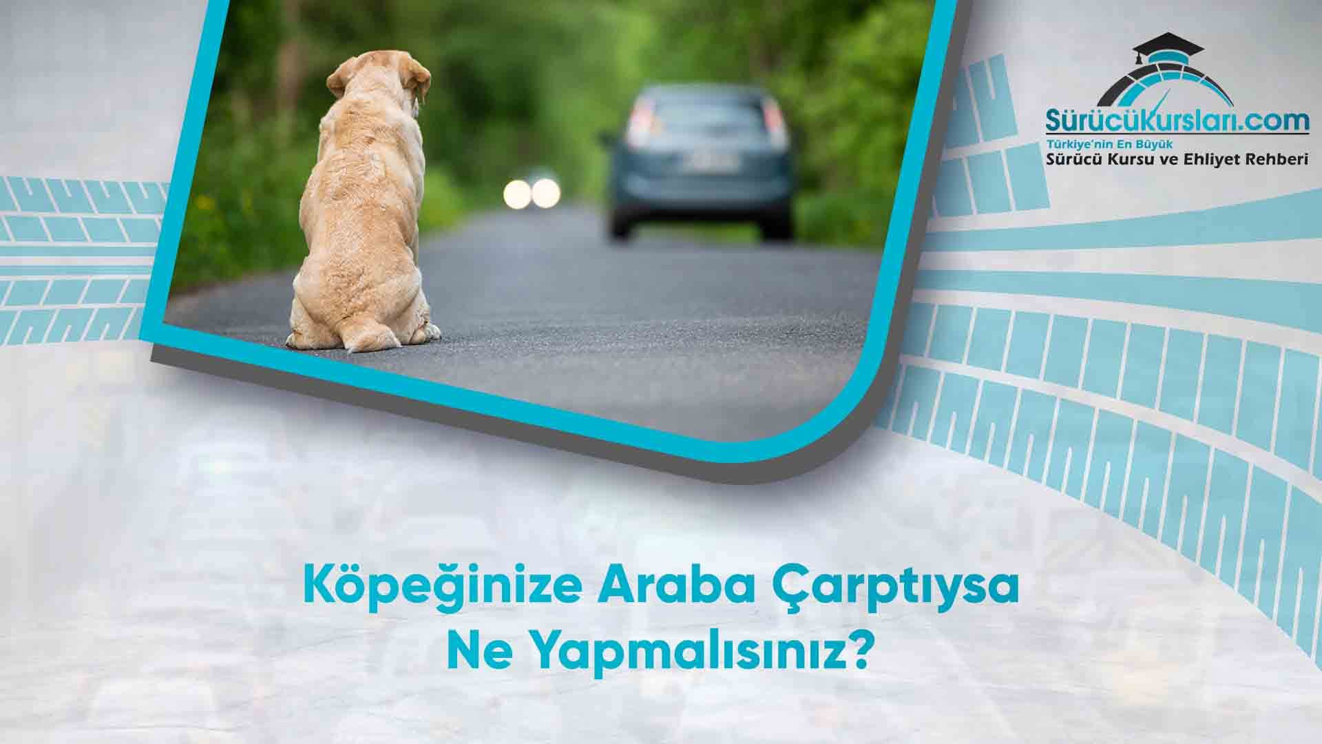 Köpeğinize Araba Çarptıysa Ne Yapmalısınız