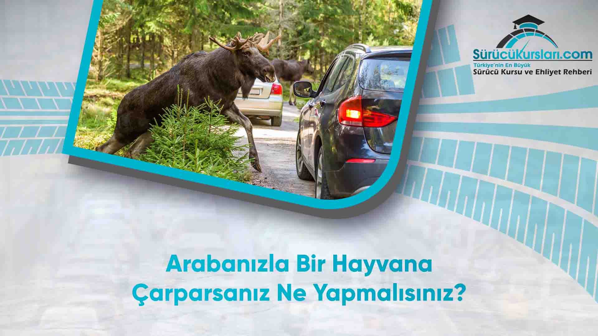 Arabanızla Bir Hayvana Çarparsanız Ne Yapmalısınız